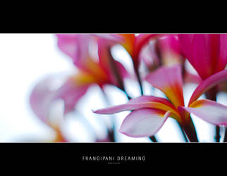 Frangipani Dreaming