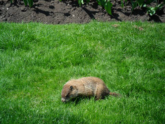 Gopher(pretty sure) at Canadian Parliament Hill