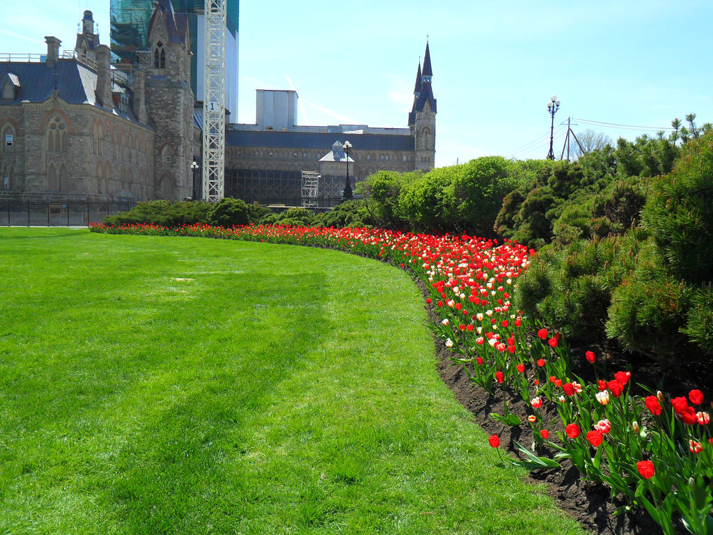 Tulips on Parliament Hill (Canada)
