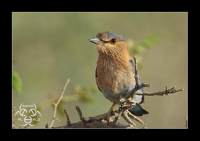 Indian Roller 2