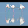 Greater Flamingo 2