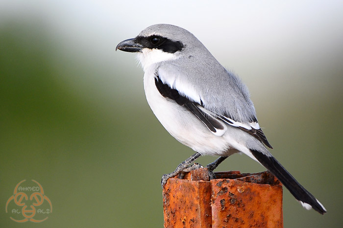 Southern Grey Shrike