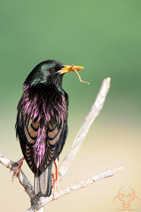 common starling