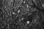 Almond tree in black and white