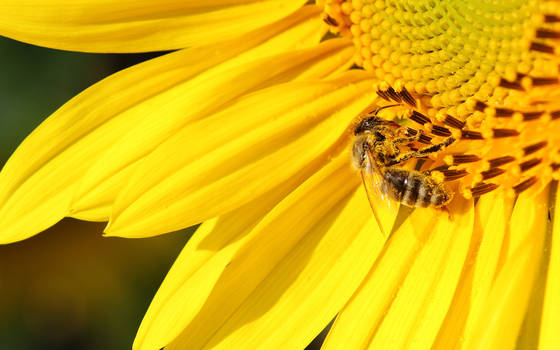 Bee and the sunflower