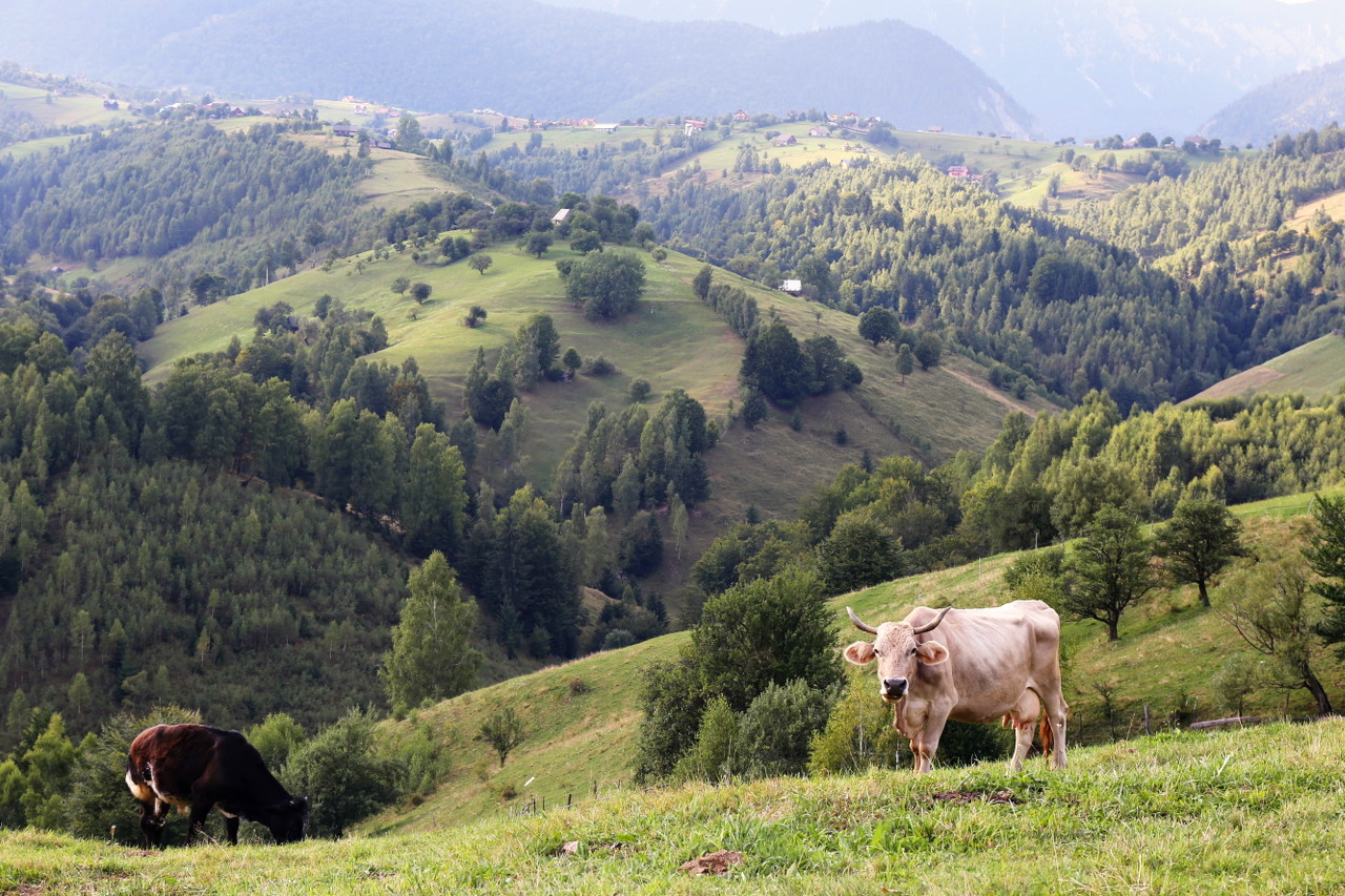 Field with cows