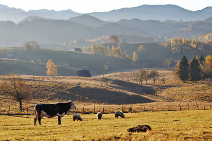 Pastoral