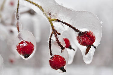 Frozen roses