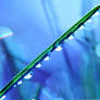 Grass Dew Stock