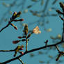 Cherry Blossoms II