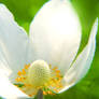 Anemone