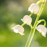 Lilly Of The Valley II