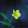 Yellow Cutie