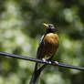 Staring Bird D70