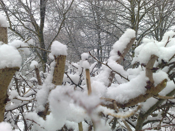 Random snowy twigs by blupblup1 on DeviantArt
