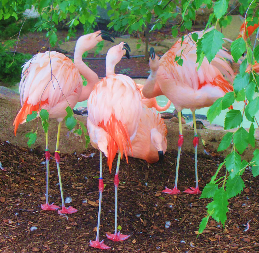 The Zoo: Flamingos