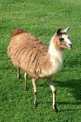 The Llama