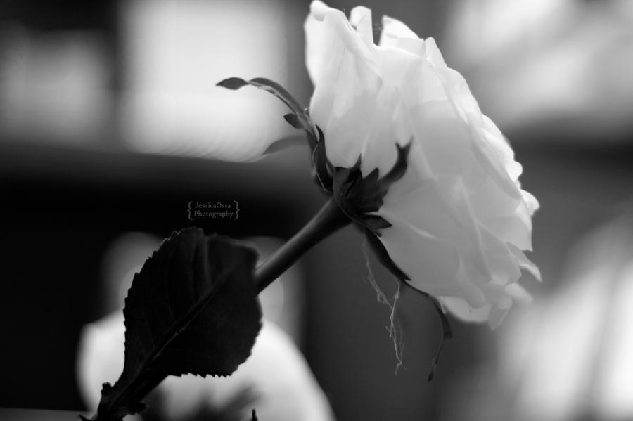 :: White Rose ::