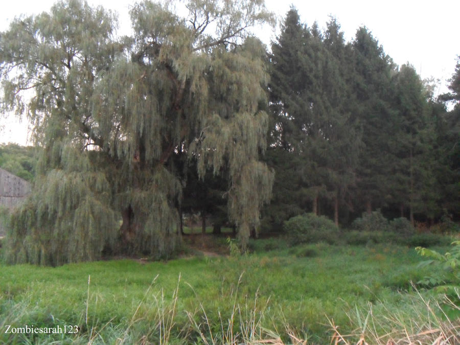 Willow tree by Zombiesarah123 on DeviantArt