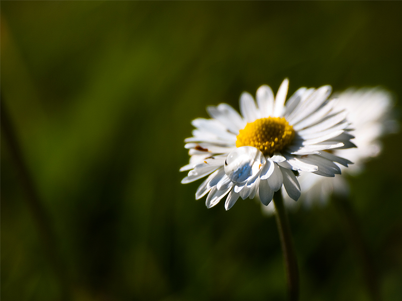 Drop on daisy