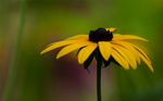 Like sunflower by Katari01