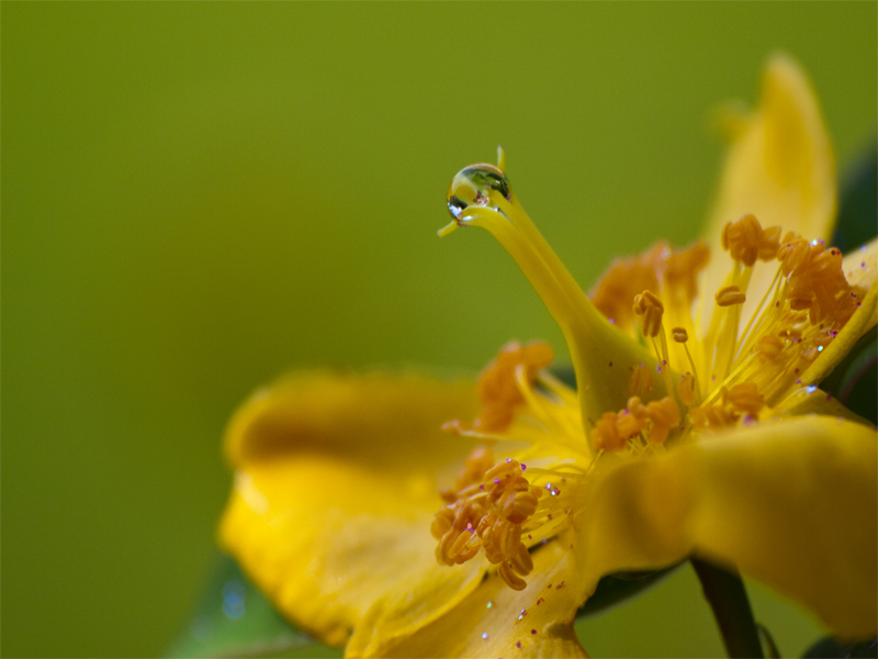 Yellow gilttery