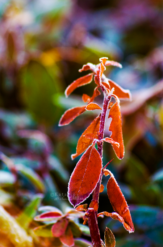 Color of magical winter