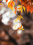 autumn. by Katari01