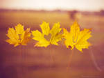 I love you autumn. by Katari01