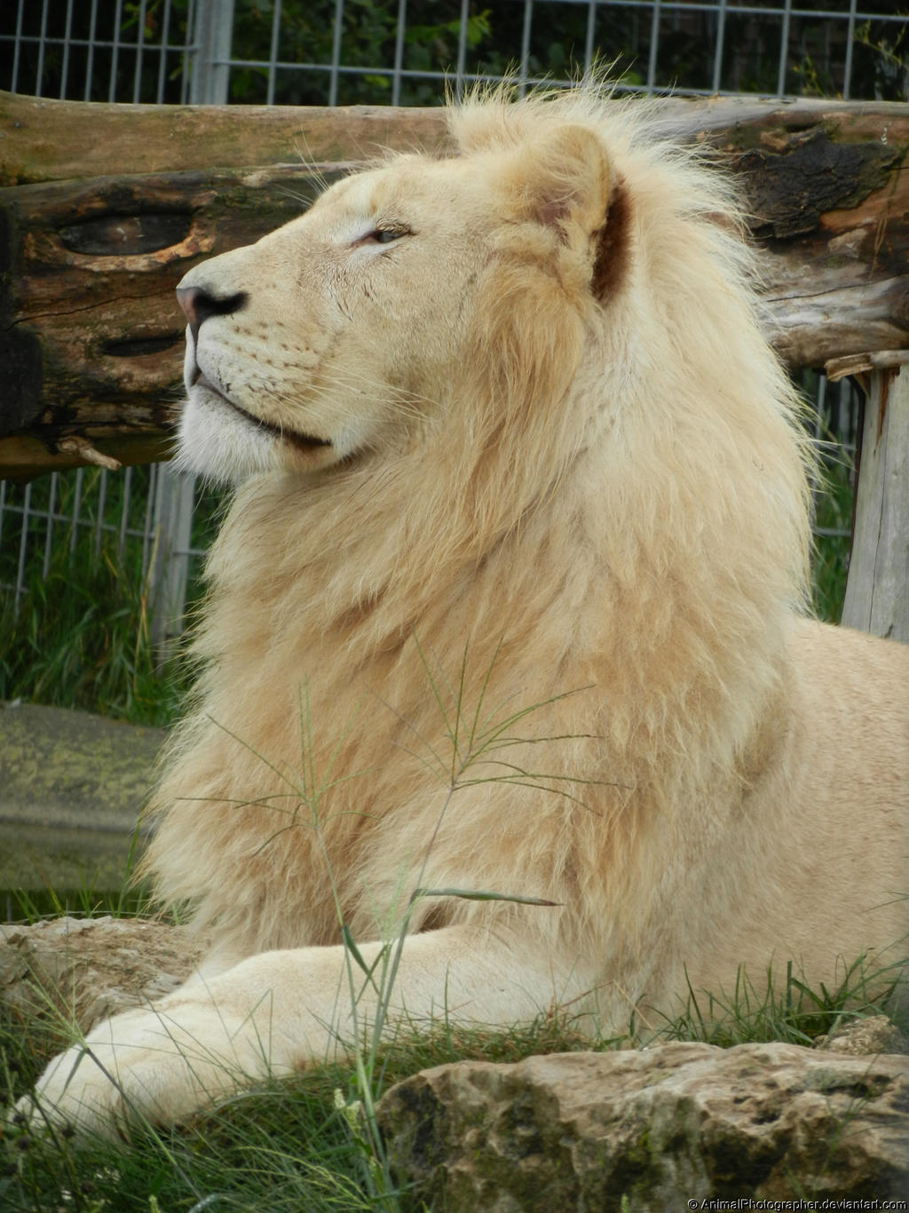 06.08.2012 - white lion with head held high