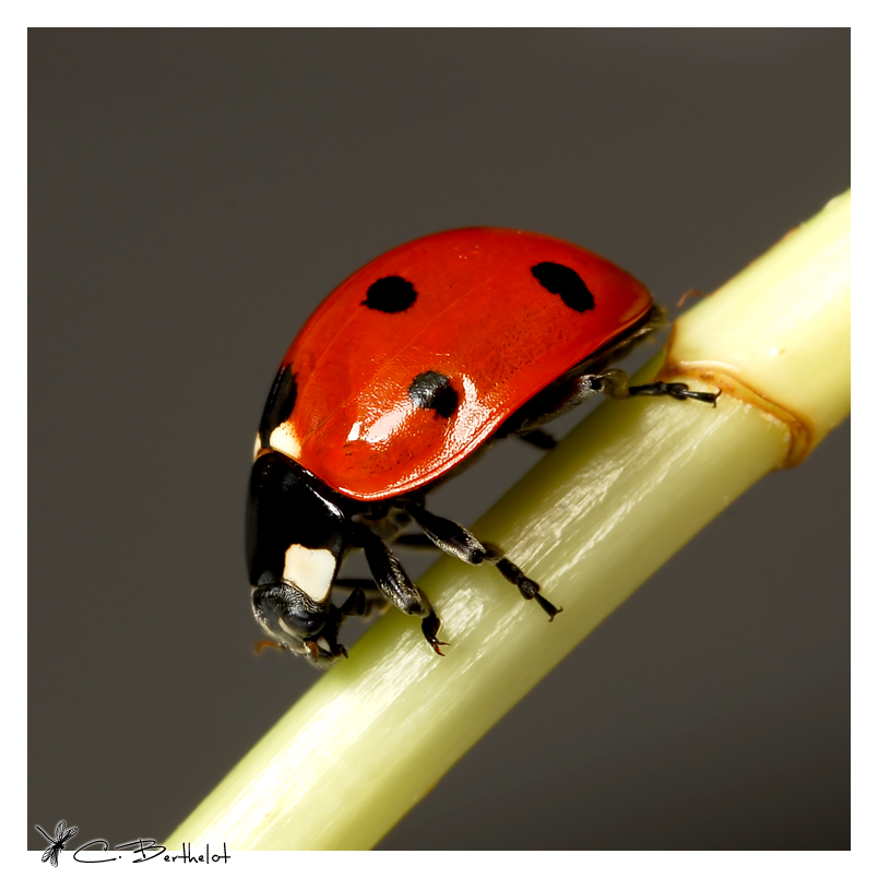 Ladybug V