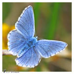 Polyommatus icarus V by Metalfire77
