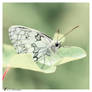 Melanargia galathea V