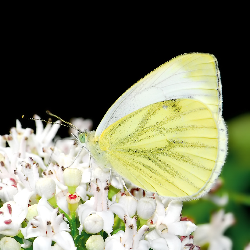 Pieris napi II