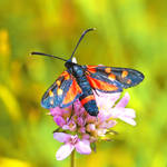 Zygaena filipendulae IV by Metalfire77