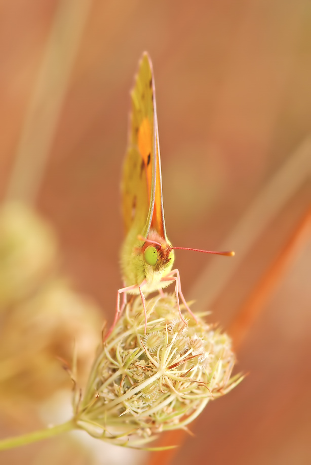 Colias hyale III