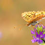 Argynnis niobe II