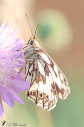 Melanargia galathea XXXIII