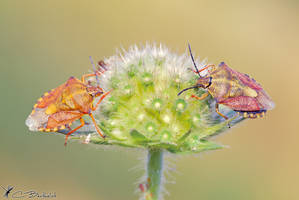 Carpocoris fuscispinus I