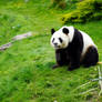 Giant pandas