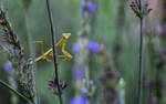 Praying Mantis Amongst Lavender by PhilippeduPreez