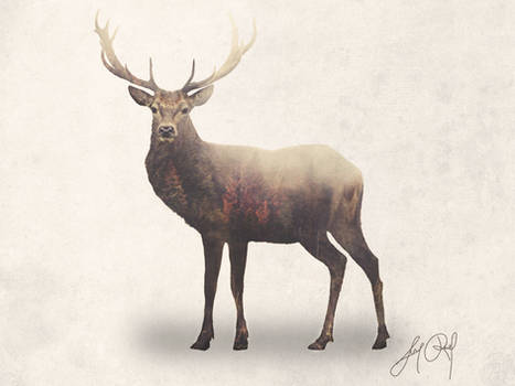 Deer (Double Exposure Animal Portraits)