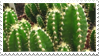 spiky cactus