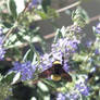 Bumblebee on lilac flowers