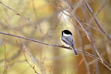 Black Capped Chickadee