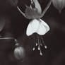 Dropping Flower BW