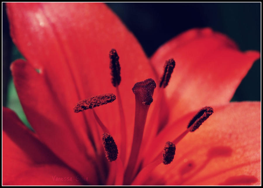 Bloodflower by passivepet on DeviantArt