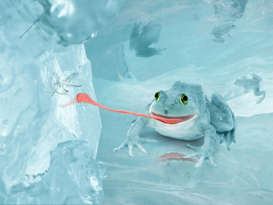 Real Icefrog Ice Frogs by Risorial1 on DeviantArt