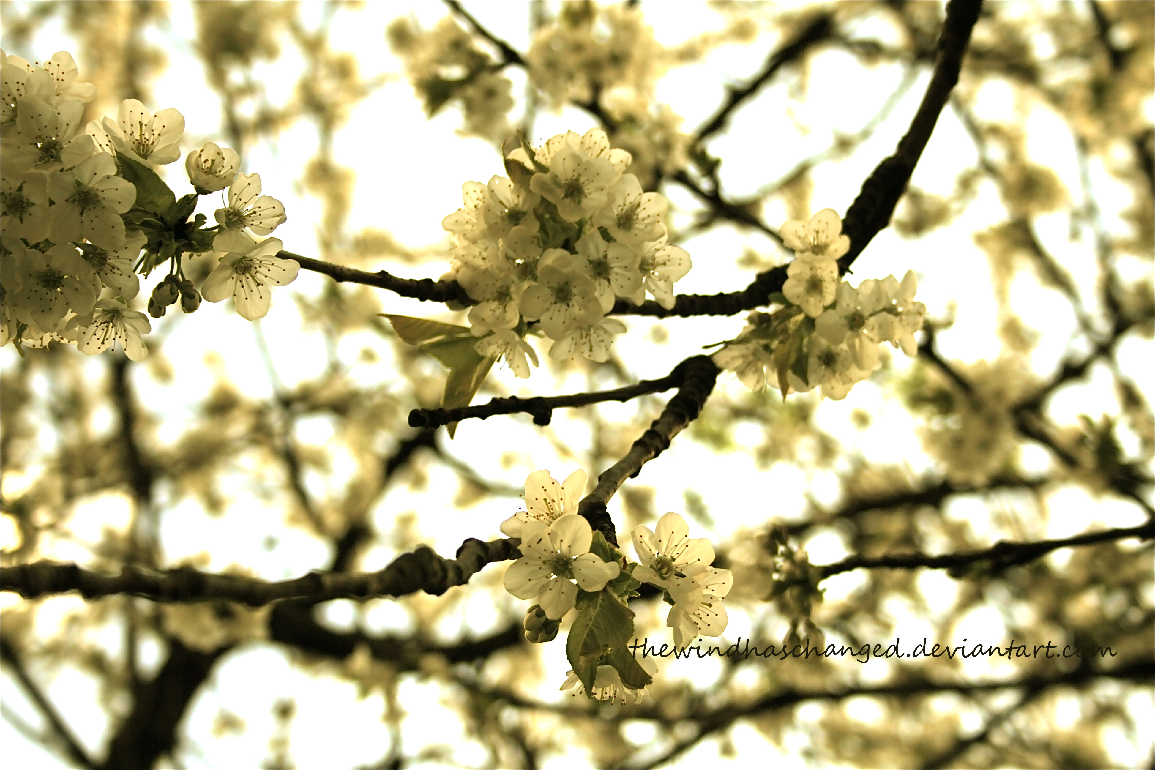 blossoms of a cherry tree