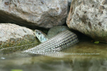 a grass snake